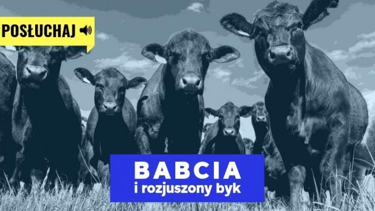 babcia i byk