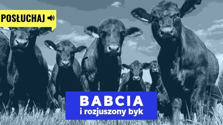 babcia i byk